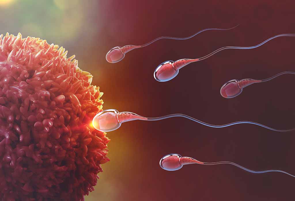 لقاح زمانی است که یک اسپرم وارد تخمک می‌شود.