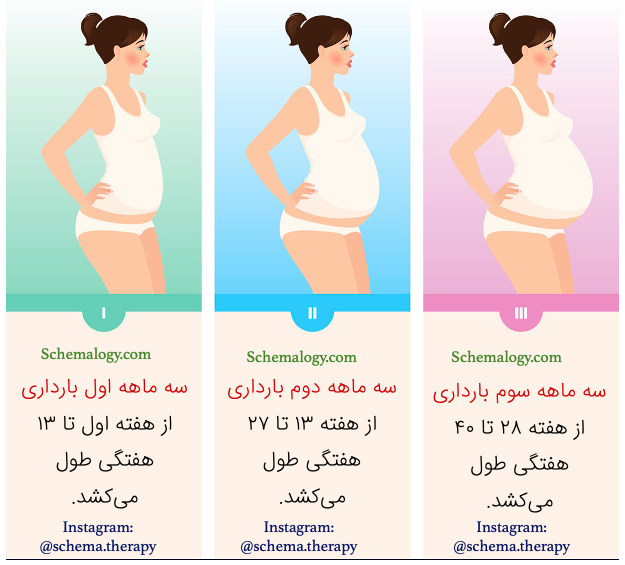 تقسیم دوران بارداری به سه دوره سه ماهه