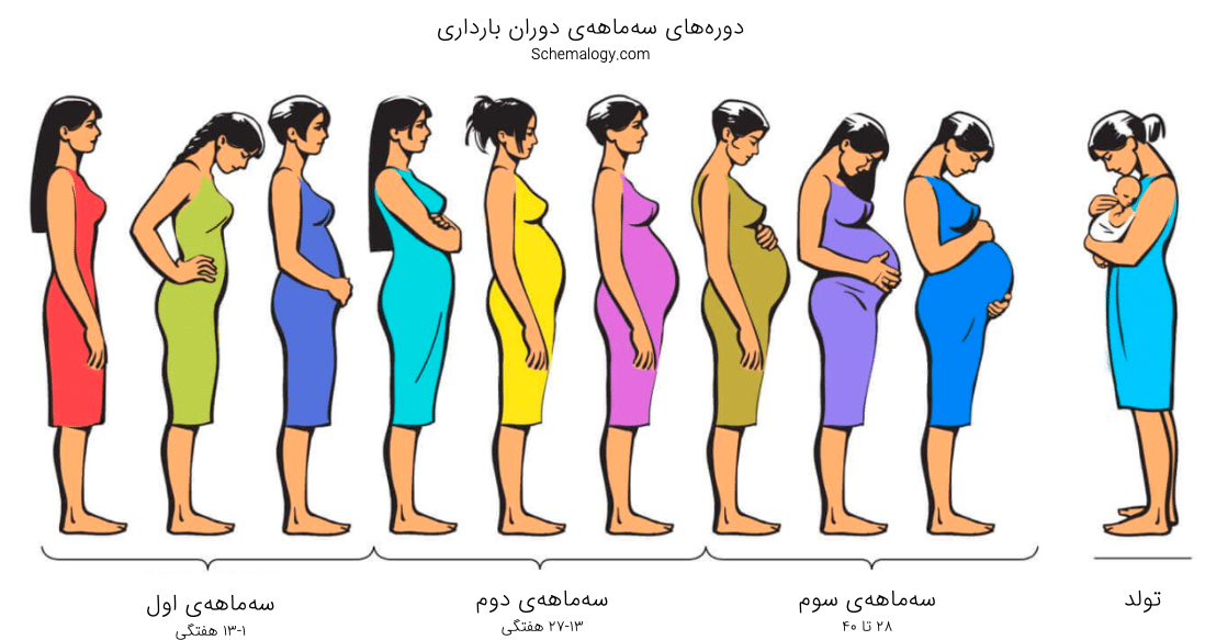 دوران بارداری