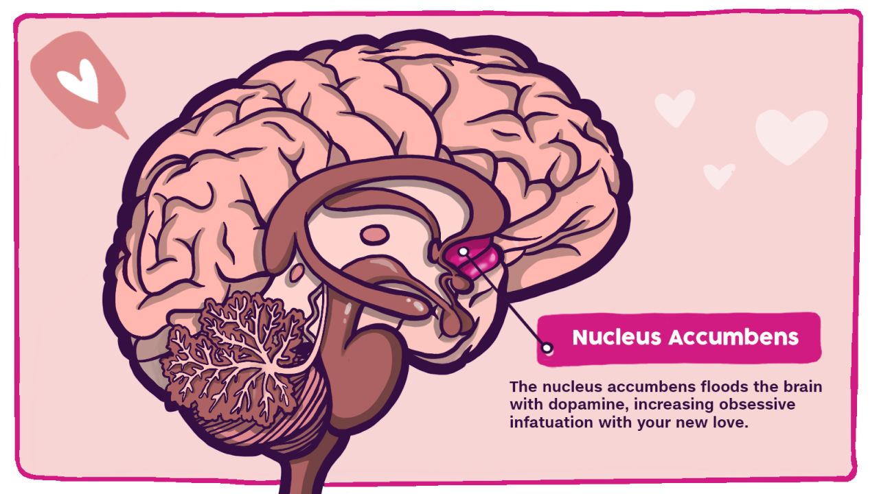 مغز عاشق: هسته های آکومبنس