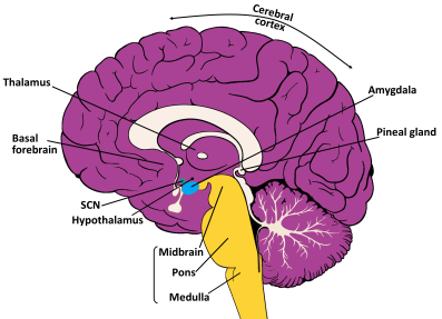 آناتومی مغز در رابطه با خواب