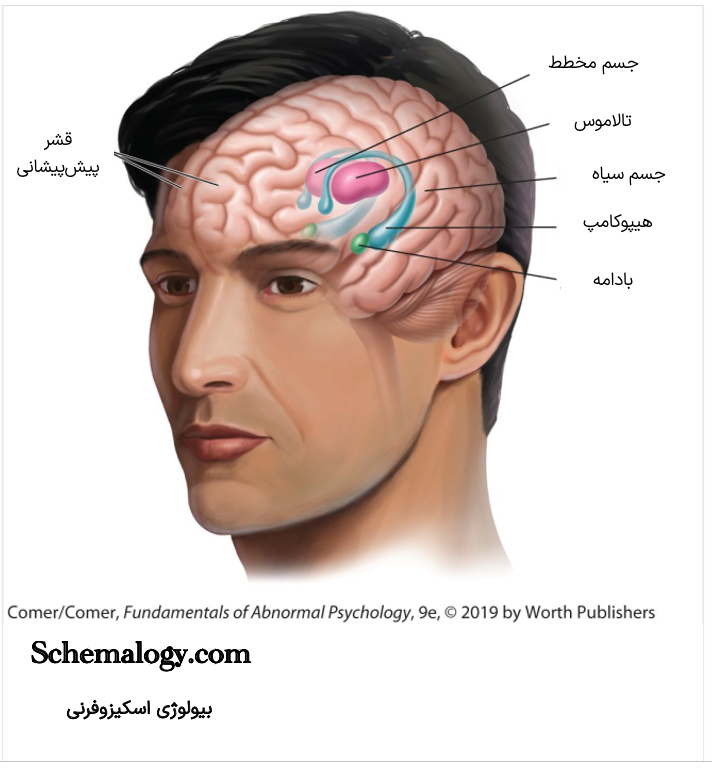 ساختار مغز در اسکیزوفرنی