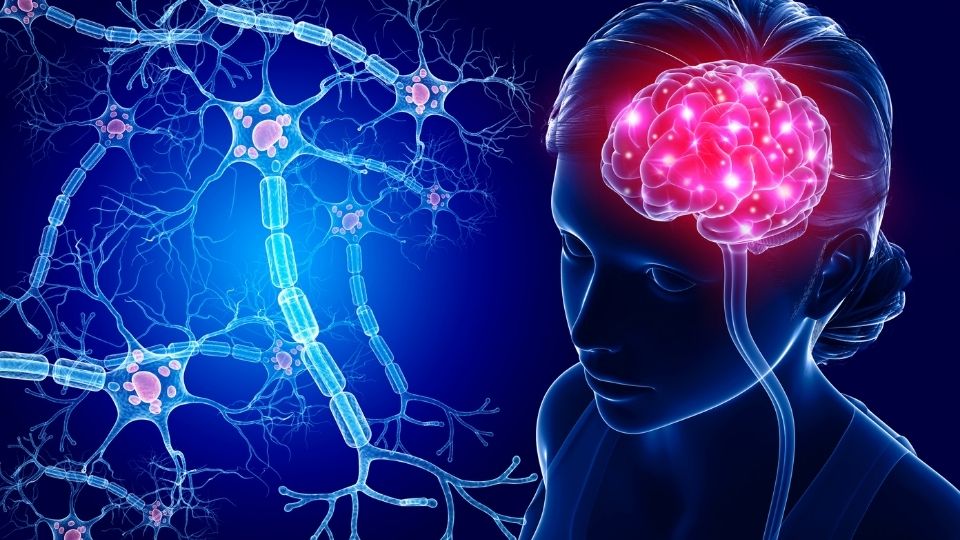 ساختارهای آناتومیکی اساسی در مغز