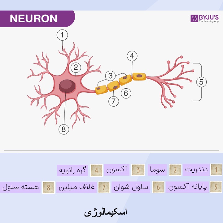 ساختار نورون