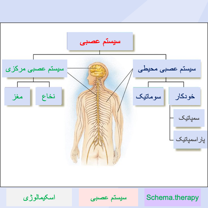 سیستم عصبی